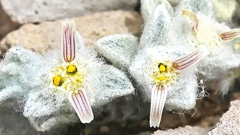टेक्सासच्या वाळवंटात सूर्यफुलाच्या कुलातील नवीन वनस्पती