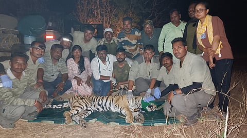 Yavatmal tigress death