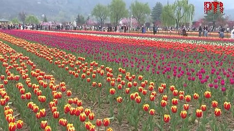 Kashmir’s Tulip Garden