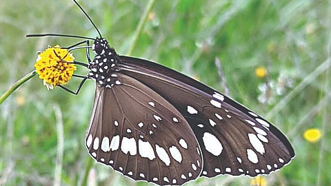 The rare 'Common Crow' butterfly