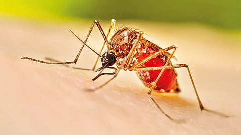 Dengue Cases