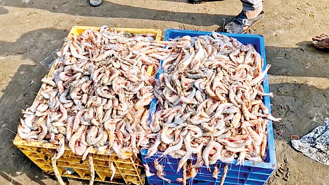 Prawn prices fall 