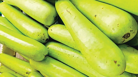 bottle gourd 