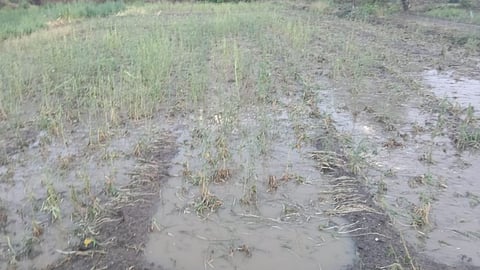 Otur Rain News