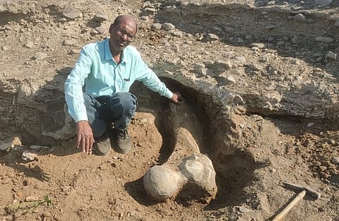 Stegodon Elephant Fossil in  Chandrapur 