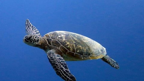 Olive Ridley Epic Sea Voyage