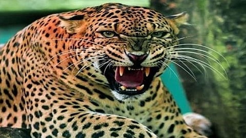 Leopard News