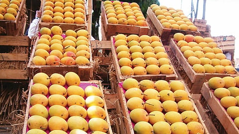Hapus mango
