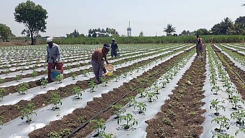 Narayangaon Farmers
