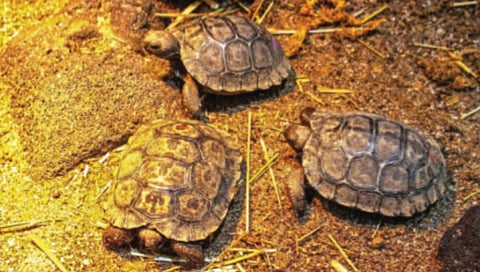 hundred-year-old-tortoises-four-hatchlings-revealed-to-public-for-first-time