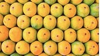  Mango Delivery Scheme 