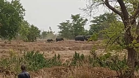 Elephant Attack Gadchiroli 