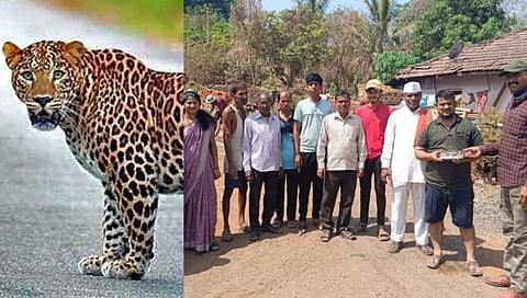 Leopard found in the vicinity of Kalavali village