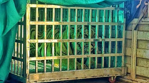 Bhandara Tiger Captured