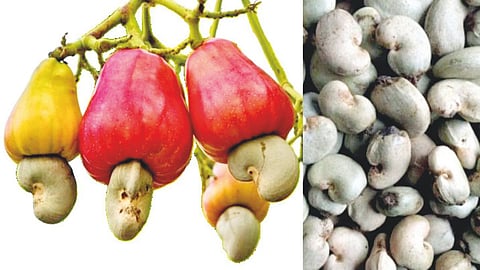 cashew market price