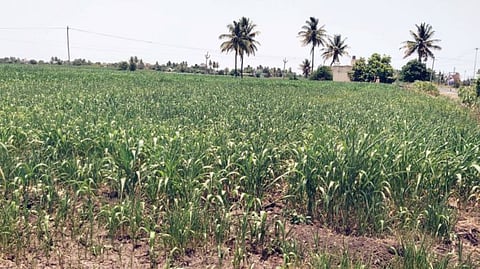 Water Crisis