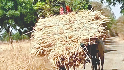 Satara Fodder Crisis | कराड, पाटण तालुक्यात जनावरांच्या चार्‍यांचा प्रश्न गंभीर