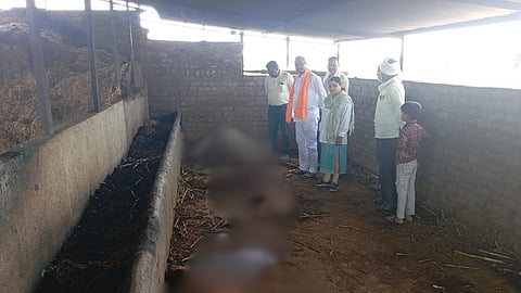 Livestock killed by lightning 