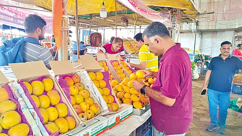 Hapus mango season 2025