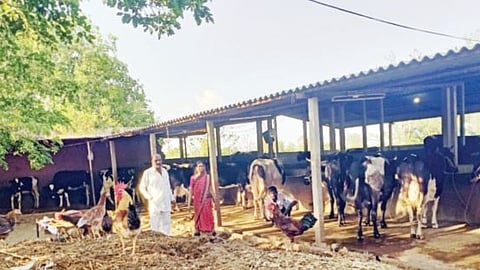 Milk Price Issue