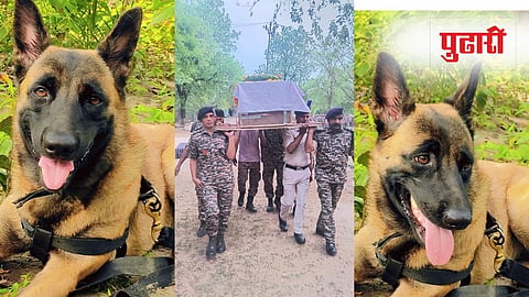 K9 Rolo CRPF dog news 