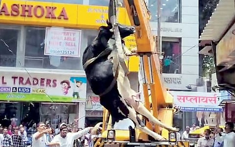 श्वानांच्या हल्ल्यापासून बचाव करण्यासाठी गाय चढली दुसर्‍या मजल्यावर; क्रेनद्वारे उतरविले खाली