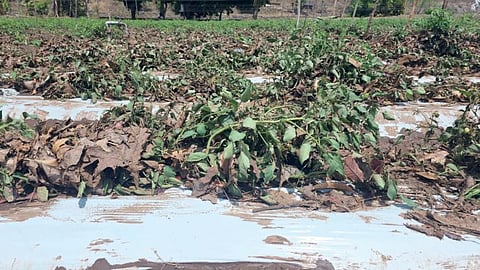 Rain Damage