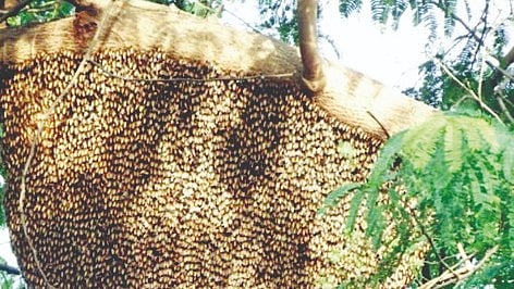 Honey Village Scheme |
