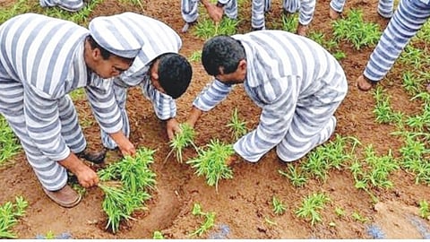 नाशिक
