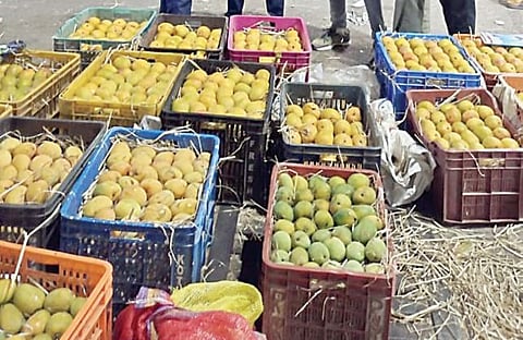pune mango news