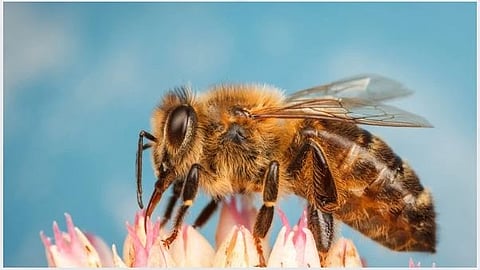 Kolhapur Bee Rescue
