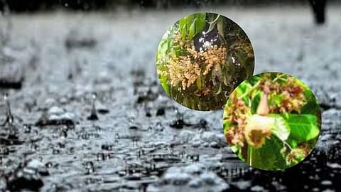 Unseasonal Rain |
compensation for damages
