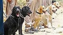 Dog Squad