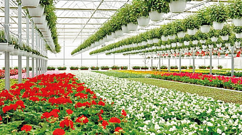 floriculture-in-india-needs-support-for-growth