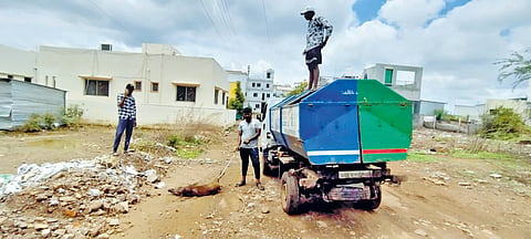 Pig Deaths Mohol |