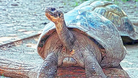 World Turtle Day
