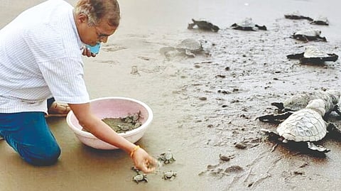 Olive Ridley conservation