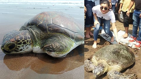 World Turtle Day