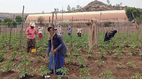 Tomato Farming