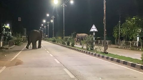 wild elephants in Gadchiroli