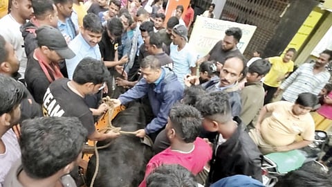 Cow Rescue