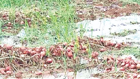 Onion crops on three and a half thousand hectares have been destroyed 