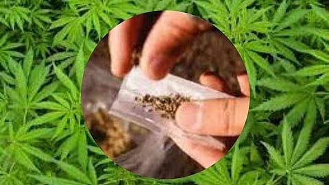 cannabis case |