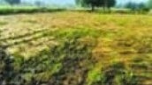 Raigad Rain News