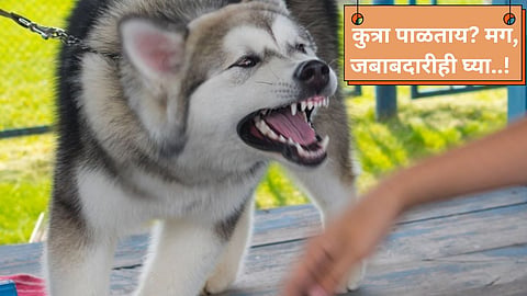 Dog bite case