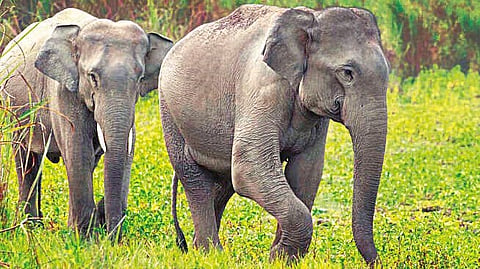 Tadoba Andhari Tiger Reserve |