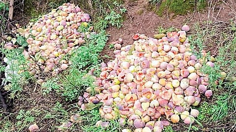 Crop Damage
