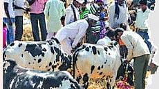 Maharashtra Animal Market Ban
