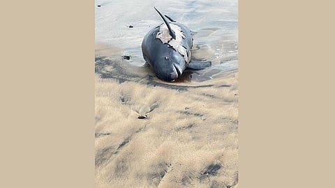 Dead dolphin Ganpatipule