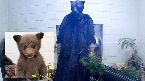 Viral Video black bear cub rescue